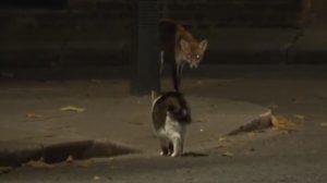 Ο γάτος της Downing Street «τραμπουκίζει» αλεπού και γίνεται viral στη Βρετανία (Video)