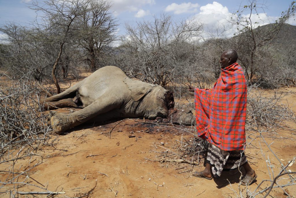 Κένυα: Εκατοντάδες άγρια ζώα πέθαναν λόγω της ξηρασίας