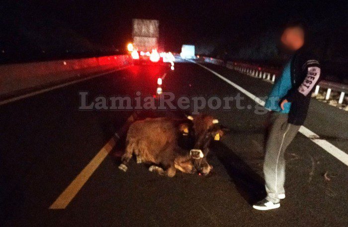 Σοβαρό τροχαίο στην Εθνική Οδό Λαμίας – Καρδίτσας: Φορτηγάκι χτύπησε αγελάδα στη μέση του δρόμου (Photos)