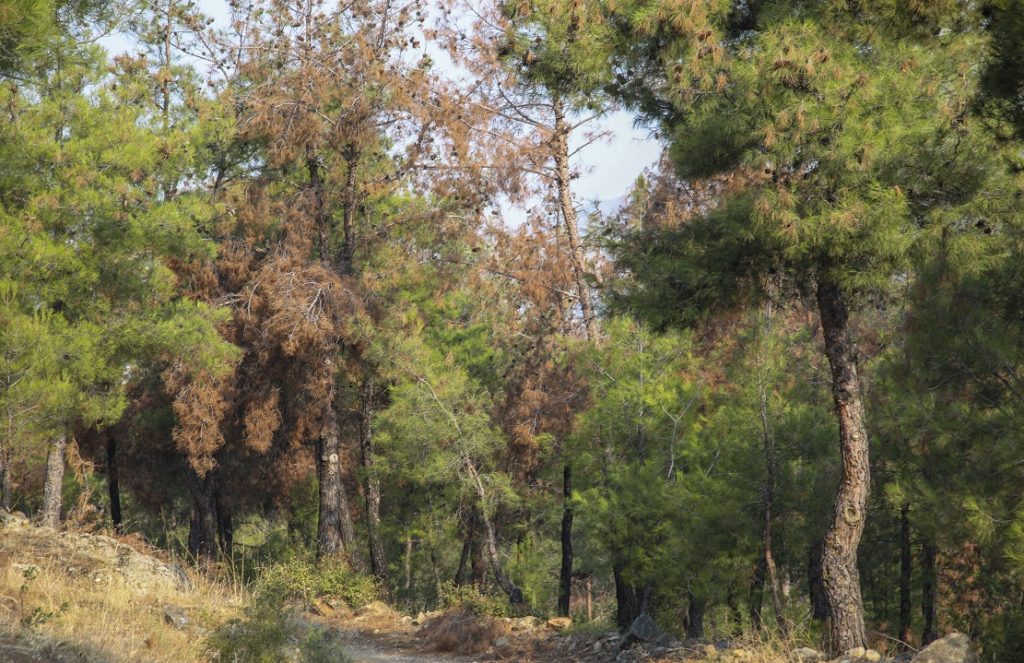 Καταγγελία Τρεμόπουλου για «παροξυσμό» κοπής δέντρων από τη διοίκηση Ζέρβα στη Θεσσαλονίκη
