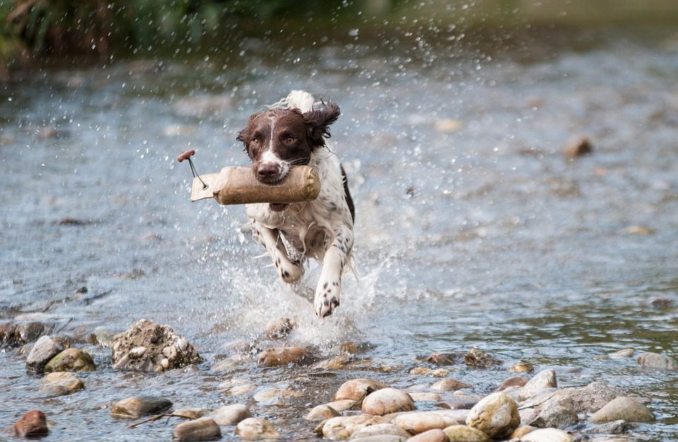 Τρέξιμο με τον σκύλο σας: Βασικές συμβουλές για την υγεία του τετράποδου δρομέα