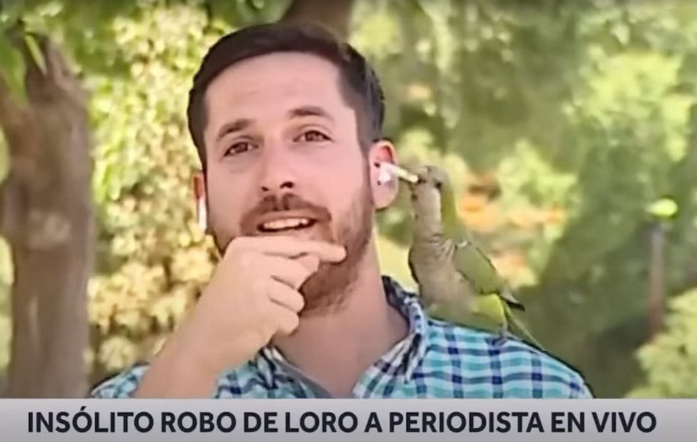 Απίστευτο: Παπαγάλος κλέβει ακουστικό από δημοσιογράφο που μιλάει για… την εγκληματικότητα (Video)