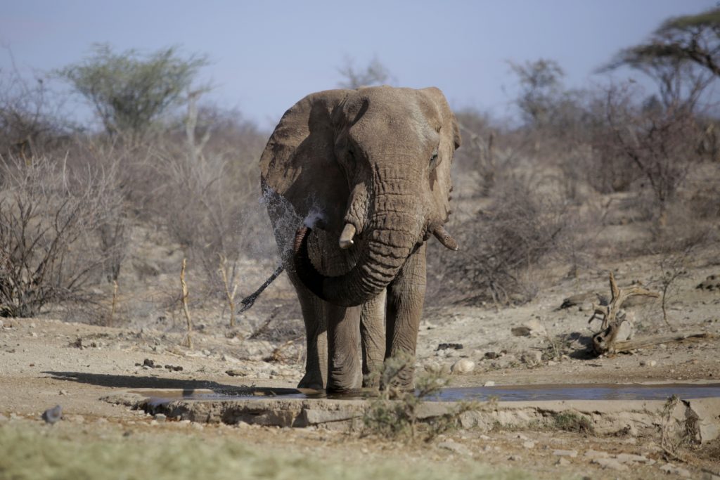 Μαλαισία: Ελέφαντας σκότωσε φύλακα σε ζωολογικό πάρκο