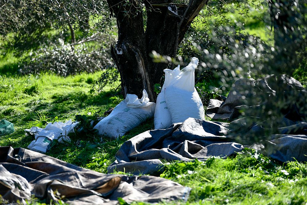 Κρήτη: Πέντε θάνατοι έως τώρα στο ράβδισμα των ελιών και σε ελαιουργεία