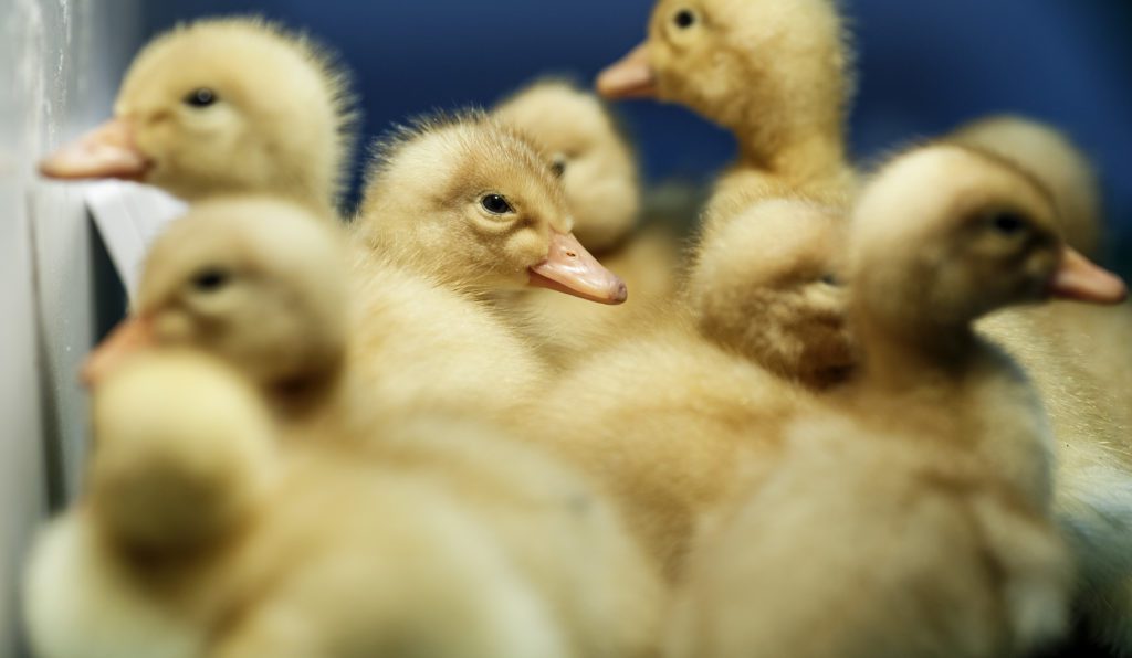 Τσεχία: Σφαγή για 220.000 πουλερικά λόγω της κρίσης των πτηνών