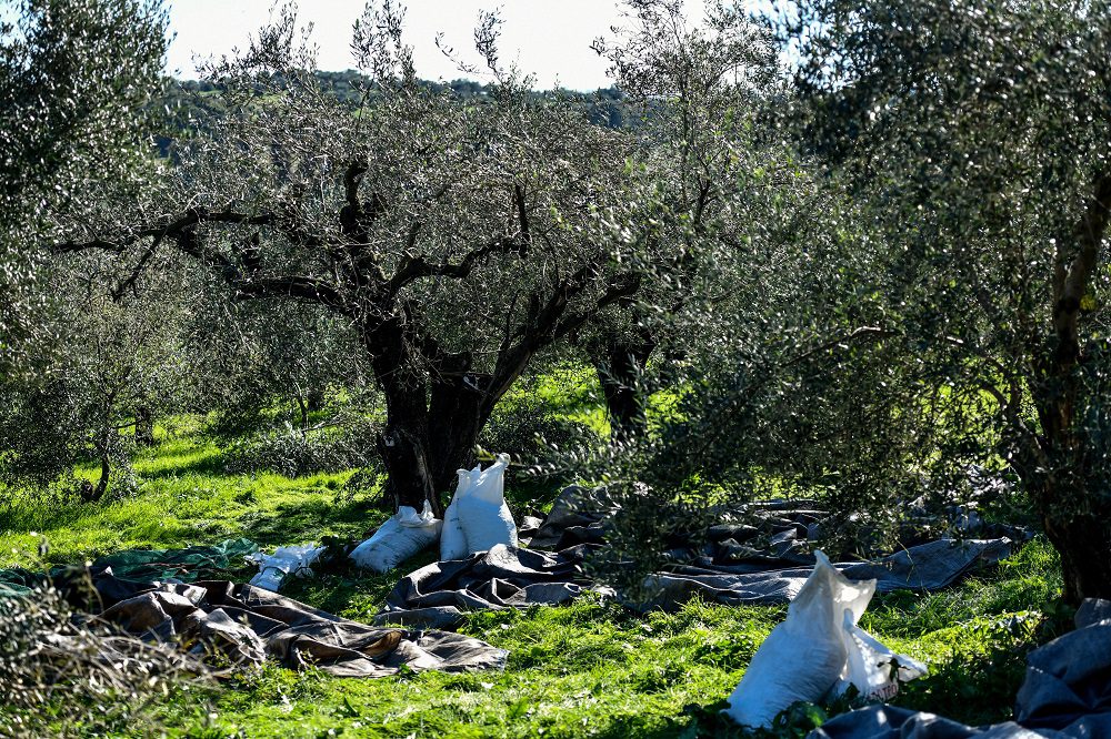 Κλιματική αλλαγή: Οι άμεσες και οι μακροπρόθεσμες επιπτώσεις σε ορισμένες καλλιέργειες