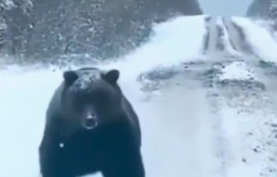Ανατροπή με την αρκούδα στο Καϊμακτσαλαν – Η ανάρτηση στο Instagram (Video)