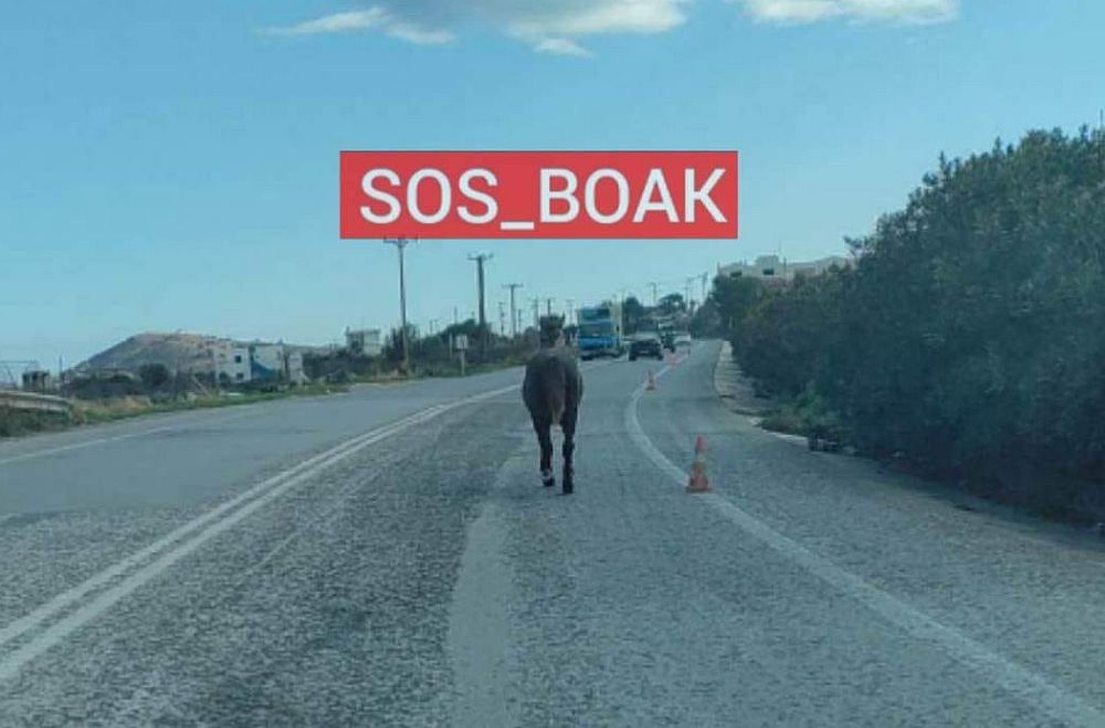 Κρήτη: Άλογο βγήκε… βόλτα στον ΒΟΑΚ (Photo)