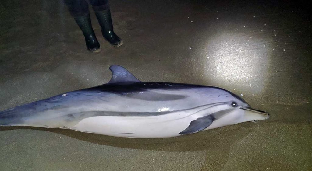 Καβάλα: Άτυχο δελφίνι ξεβράστηκε στην παραλία της Νέας Καρβάλης (Photos)