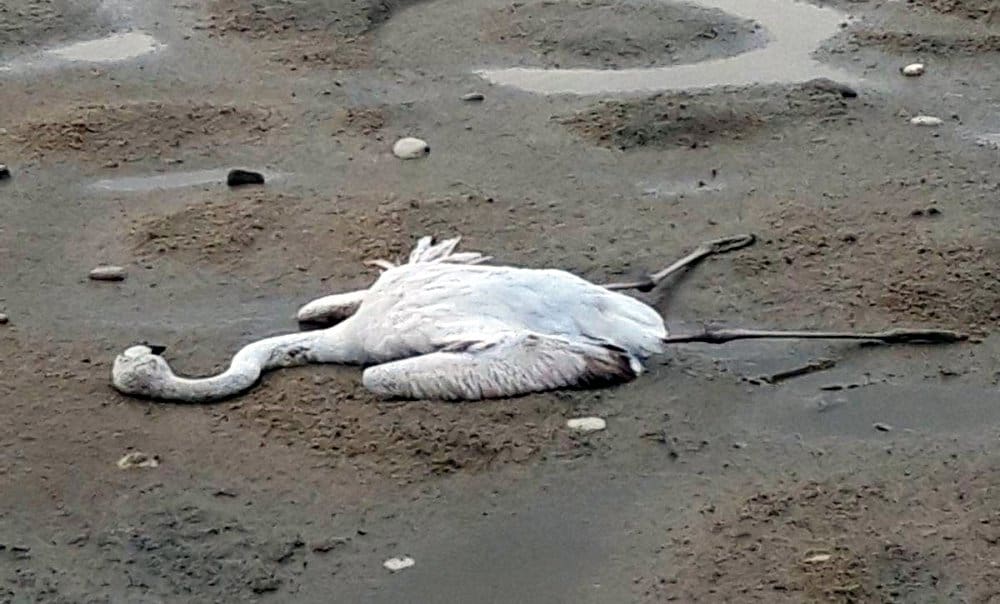 Θλιβερές εικόνες: Ασυνείδητοι σκότωσαν φλαμίνγκο και άλλα πτηνά στο Μεσολόγγι