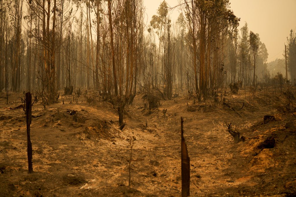 Χιλή: Τουλάχιστον 22 νεκροί και 554 τραυματίες από τις δασικές πυρκαγιές