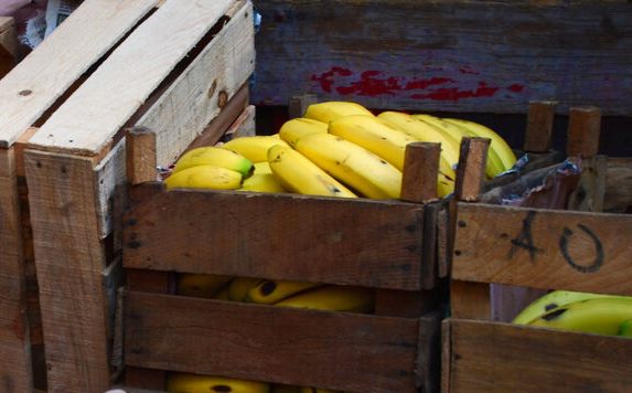Ισημερινός: Έκρυβαν 8,8 τόνους κοκαΐνης ανάμεσα σε μπανάνες – Είχαν προορισμό το Βέλγιο