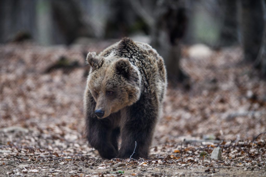 Καφέ αρκούδα στην Ελλάδα: Τι αποκαλύπτει η ανάλυση DNA στους πληθυσμούς των τριών Εθνικών Πάρκων