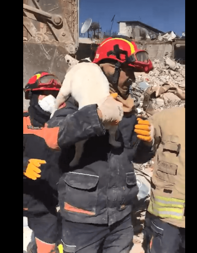 Τουρκία: Δυο σκυλάκια ανασύρθηκαν ζωντανά, πάνω από 200 ώρες μετά τους φονικούς σεισμούς