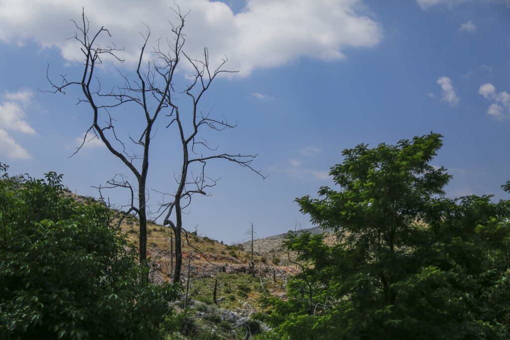 Η κυβέρνηση Μητσοτάκη δίνει αμαχητί δασικές εκτάσεις σε ιερές μονές