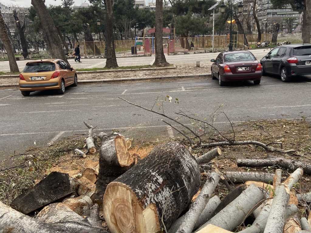 Νέες κοπές δέντρων, χωρίς προγραμματισμό για αντικατάσταση τους στη Θεσσαλονίκη