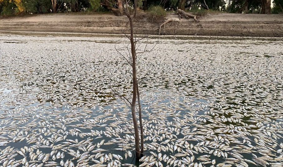 Αυστραλία: Εκατομμύρια νεκρά ψάρια εκβράστηκαν σε ποταμό (Video)