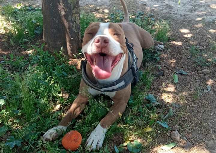 Φρίκη στις Σέρρες: Σκότωσαν σκύλο και τον πέταξαν στα σκουπίδια