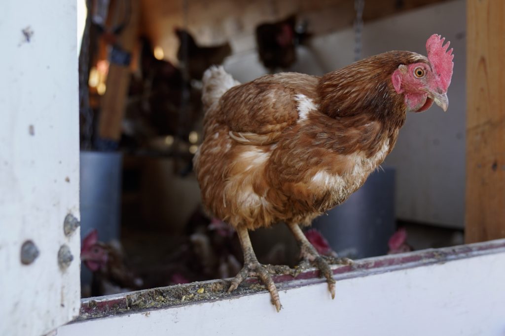 Tον πρώτο θάνατο από τη γρίπη των πτηνών στον κόσμο ανακοίνωσε ο ΠΟΥ