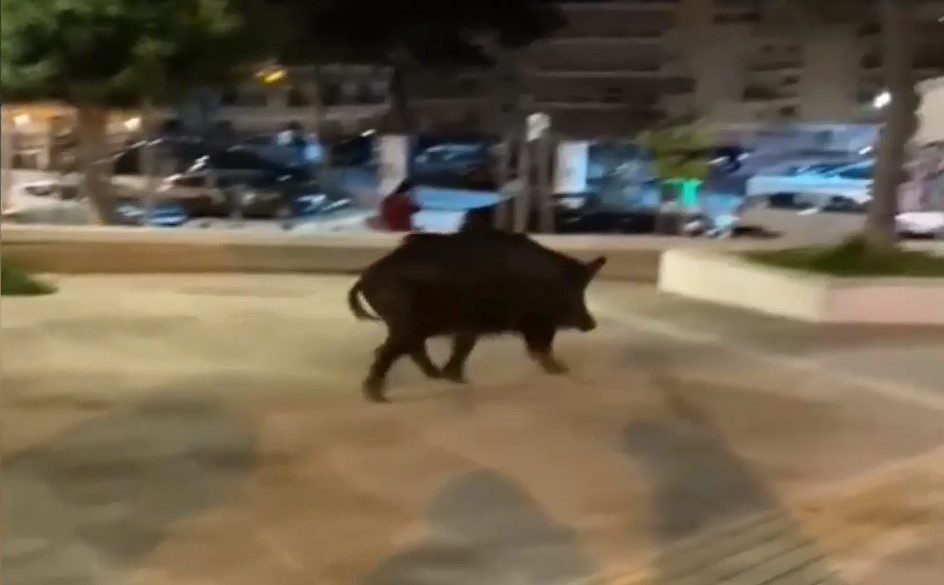 Αγριογούρουνο έκοβε βόλτες σε… πάρκο της Θεσσαλονίκης (Video)