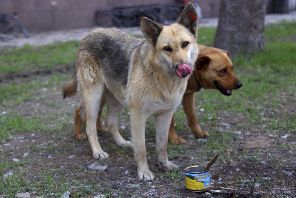 Τραγωδία στα Άνω Λιόσια: 68χρονη κατασπαράχθηκε από αγέλη σκύλων