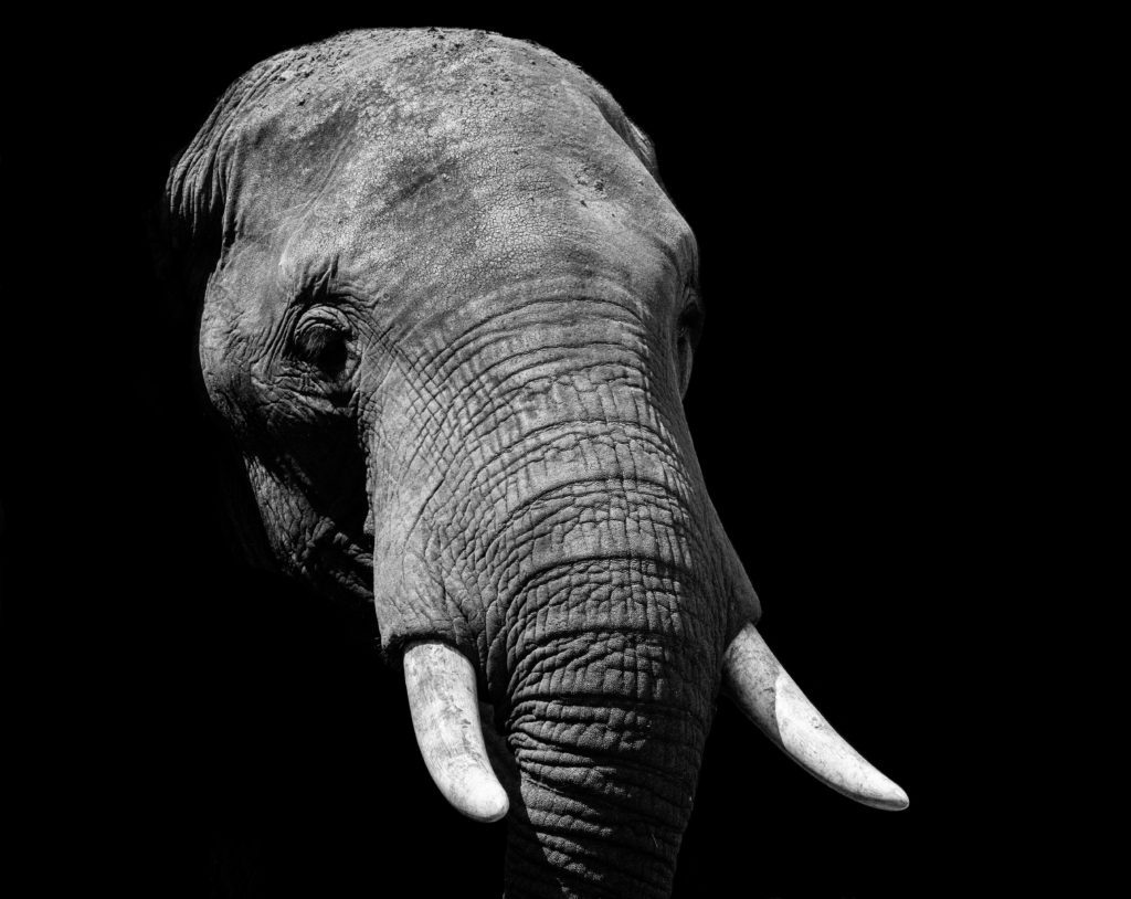 Μάρθα K. Νουσμπάουμ – «Δικαιοσύνη για τα ζώα»