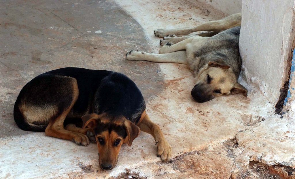 Θεσσαλονίκη: Πρόστιμο 5.000 ευρώ σε 70χρονο που χτύπησε σκύλο