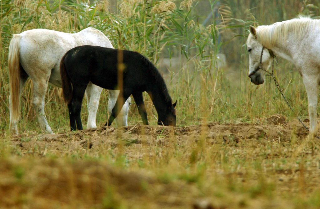 Nεκρά βρέθηκαν άλογα σε γκρεμό στην Πάρνηθα