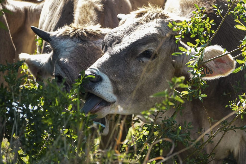 Θανατηφόρα νόσος των βοοειδών εντοπίστηκε στη νότια Ευρώπη