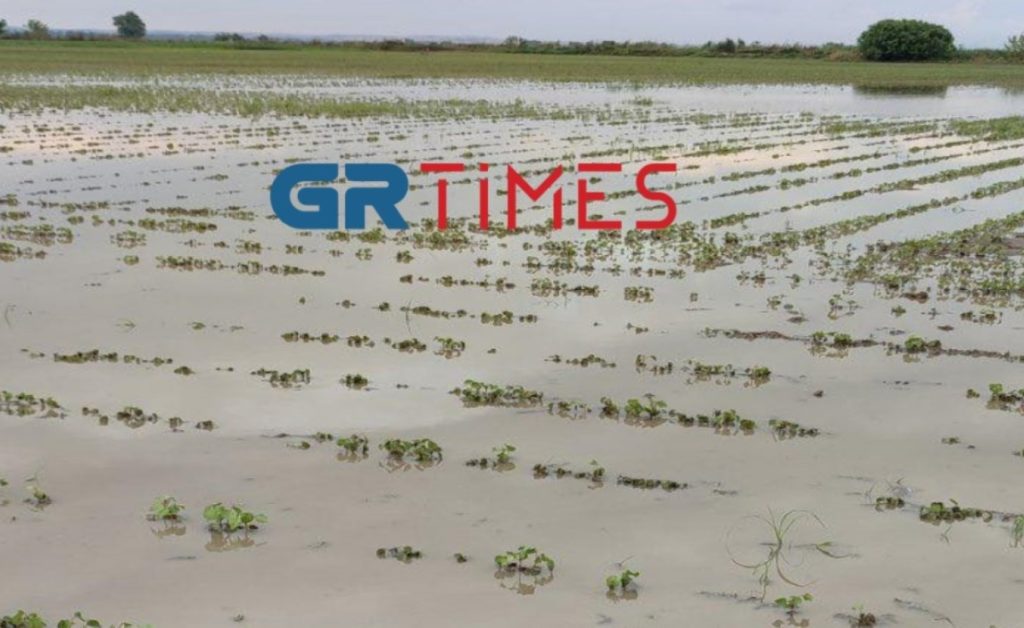 Πέλλα: Σφοδρή βροχόπτωση μετέτρεψε τα χωράφια σε… λίμνες – Καταστράφηκαν οι καλλιέργειες