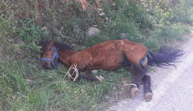Οργή και αποτροπιασμός για την κακοποίηση αλόγου στη Τζιά