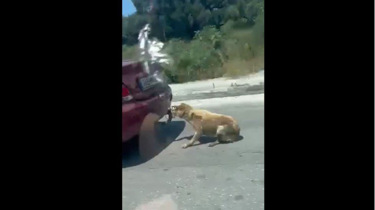 Σάλος από το νέο περιστατικό κακοποίησης ζώου: Οδηγός σέρνει σκύλο με ΙΧ – Συνελήφθη και θα οδηγηθεί στον εισαγγελέα