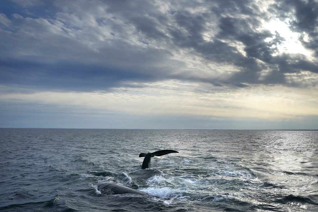 Ισλανδία: Αναστολή της φαλαινοθηρίας έως τα τέλη Αυγούστου