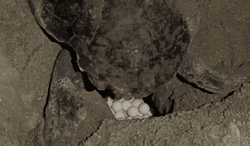 Ρέθυμνο: Χελώνα γέννησε τα αυγά της ανάμεσα σε ξαπλώστρες σε παραλία