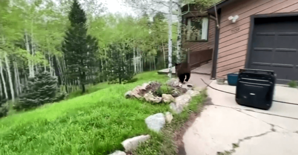 ΗΠΑ – Κολοράντο: Αρκούδα εγκλωβίστηκε σε αυτοκίνητο – Μπήκε για να φάει φαγητό σκύλου (Video)