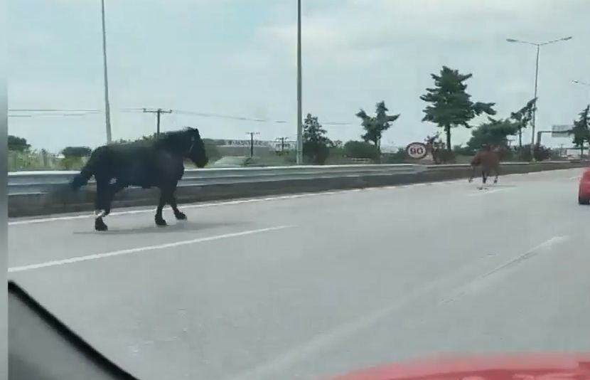 Χαλκιδική: Άλογα έτρεχαν σε αυτοκινητόδρομο δίπλα στα αυτοκίνητα (Video)