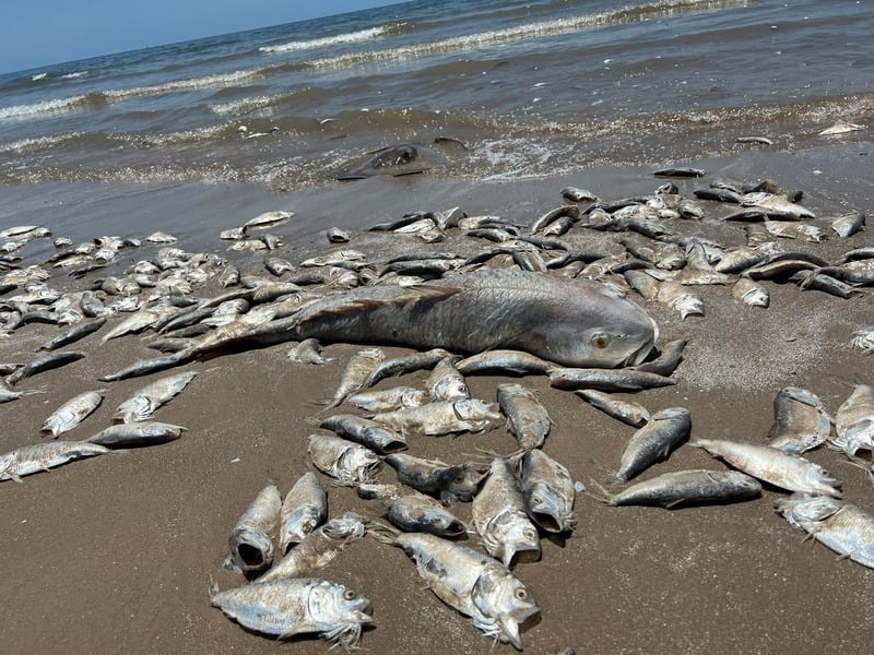 Χιλιάδες νεκρά ψάρια ξεβράστηκαν στον Κόλπο του Τέξας – Ο ρόλος της κλιματικής αλλαγής