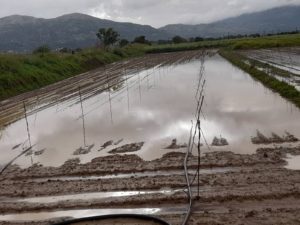 Κακοκαιρία &#8211; Κρήτη: Χωράφια μετατράπηκαν σε&#8230; λίμνες στο Οροπέδιο Λασιθίου (Video)