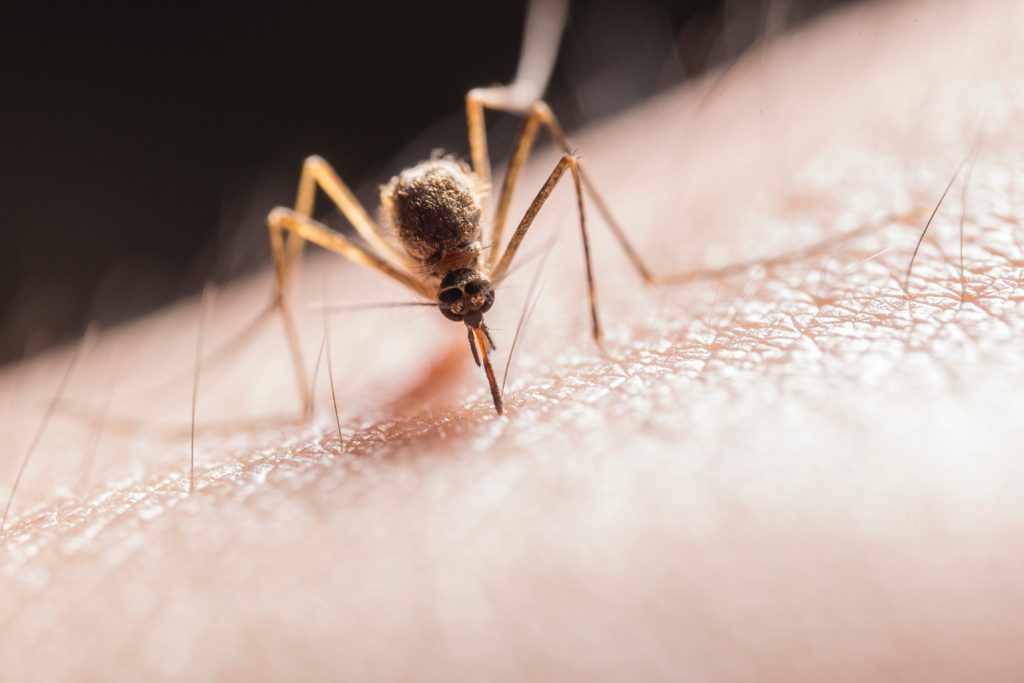 Κουνούπια: «Καμπανάκι» από ECDC για εξάπλωση δάγκειου πυρετού και ιού του Δυτικού Νείλου στην Ευρώπη