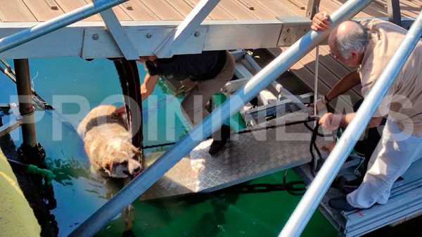Καβάλα: Κλώτσησαν και έριξαν αδέσποτο σκύλο στη Θάλασσα – Τον έσωσαν περαστικοί (Photos)