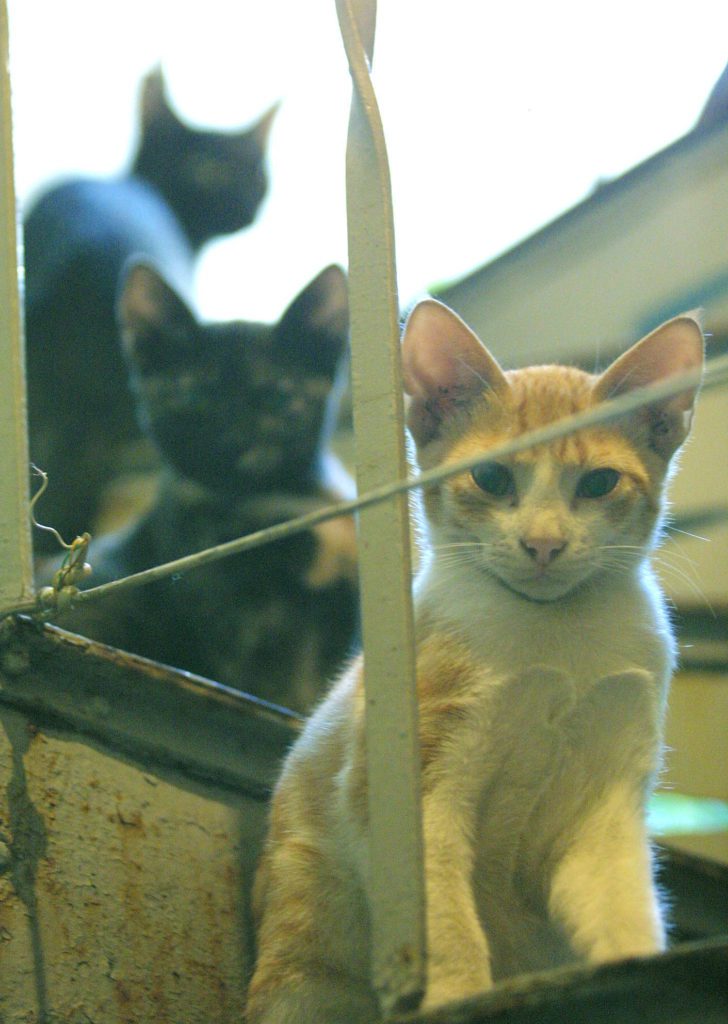 Ρόδος: Ηλικιωμένος παράτησε τέσσερα γατάκια σε χαρτόκουτα – Του επιβλήθηκε πρόστιμο «μαμούθ»