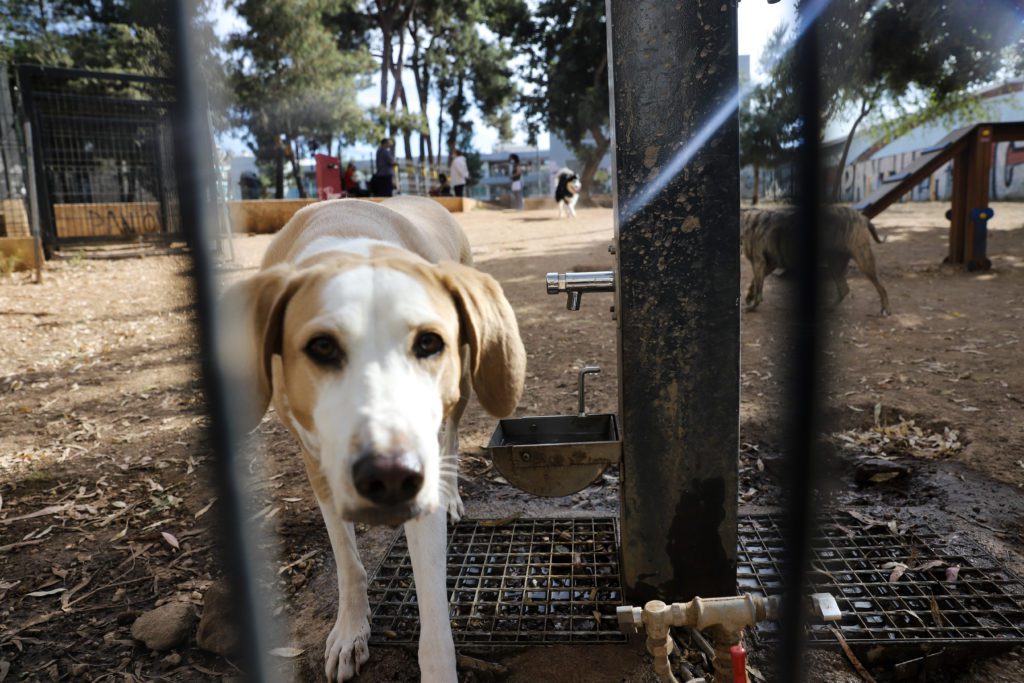 Αποτροπιασμός στις Σέρρες: Εκτέλεσαν αδέσποτο σκύλο με καραμπίνα