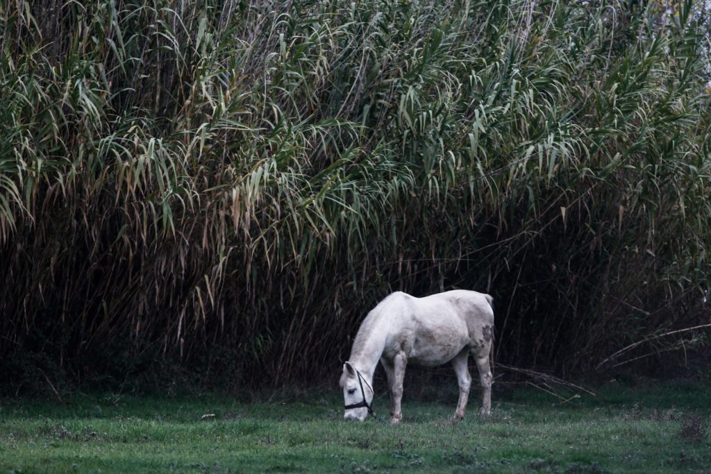Κτηνωδία στα Χανιά: 26χρονος άφησε το άλογό του να πεθάνει δεμένο μέσα στον ήλιο χωρίς νερό