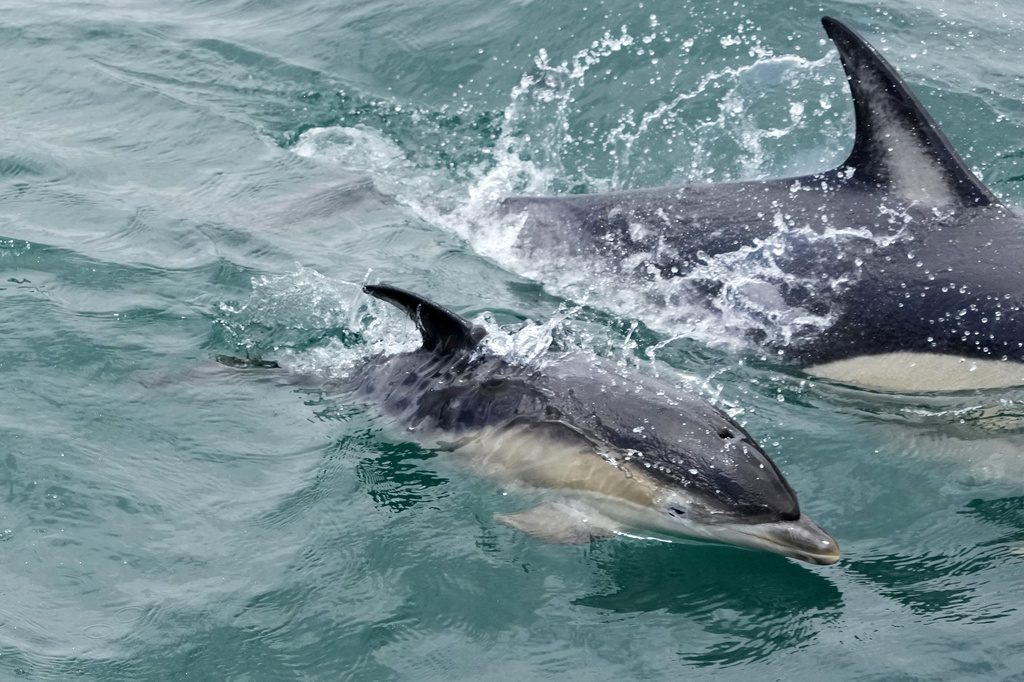 Σκωτία: Δεκάδες μαυροδέλφινα εξόκειλαν σε νησί με τραγική κατάληξη