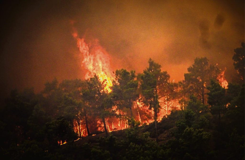 Και τώρα… μπίζνες στα δάση