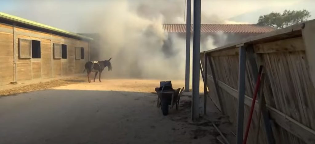 Καλύβια: Video σοκ μέσα από ιππικό όμιλο που καίγεται- Αγωνιώδεις προσπάθειες να διασωθούν τα άλογα