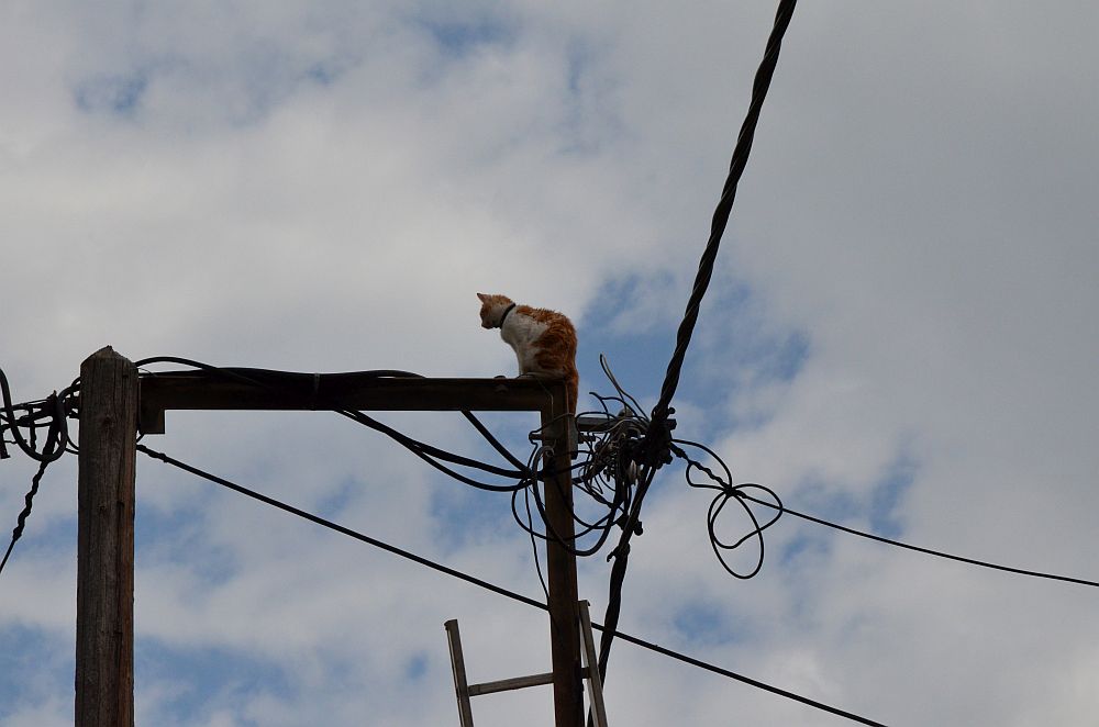 Θεσσαλονίκη: Φωτιά σε υποσταθμό της ΔΕΗ – Γάτα μπλέχτηκε στα καλώδια