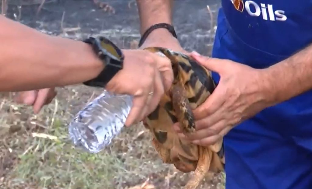 Μάνδρα: Εθελοντές έσωσαν χελώνα από τη φωτιά (Video)