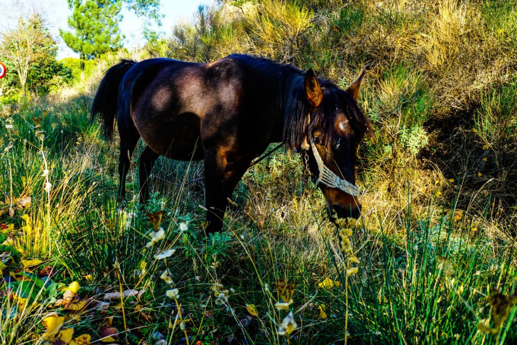 Απίστευτη κτηνωδία στη Χαλκίδα: Βασάνισαν μέχρι θανάτου άλογο και το παράτησαν στον δρόμο