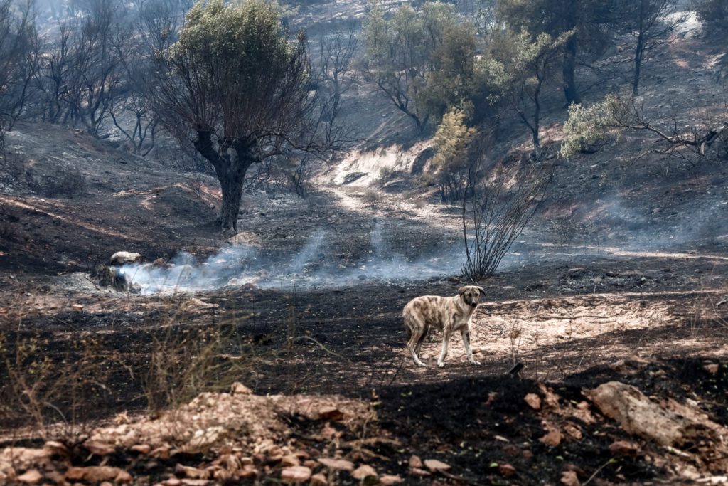Πυρκαγιές: Ξεπέρασαν τα 1,2 εκατομμύρια τα καμένα στρέμματα – Προς νέο αρνητικό ρεκόρ